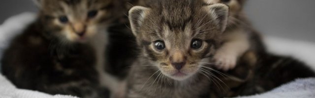 La Fe Lation, la Fe qui aide les papas  s'endormir le soir