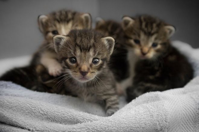 Photos de femmes en corset - photo 19/25 Photos de femmes en corset - photo 19/25