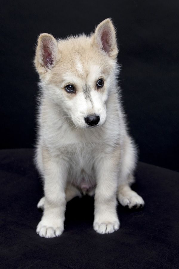 Photos de femmes en corset - photo 24/25 Photos de femmes en corset - photo 24/25