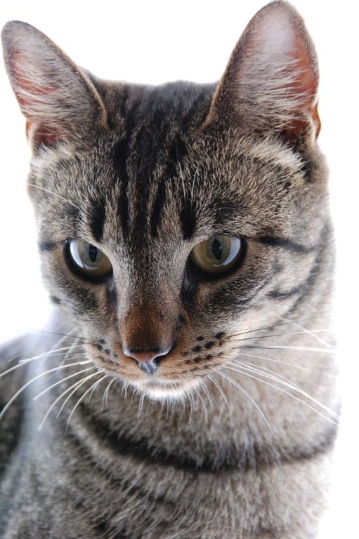 Photos de femmes en corset - photo 7/25 Photos de femmes en corset - photo 7/25