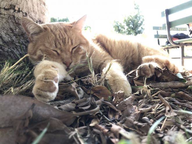 Cette Vieille Cougar Exhib Suce Un Jeune Homme Dans Le Jardin