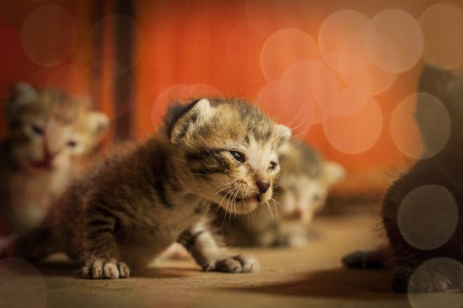 Foufoune Poilu Des Dévergondées Montrent Leur Belle Chatte