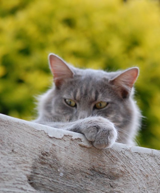 Grosse Chatte Poilue Quand Les Filles Aiment Leur Touffe