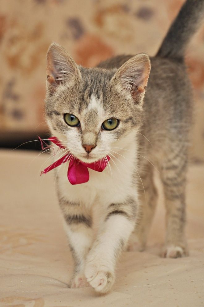 Grosses Chattes Poilues De Femmes Mûres