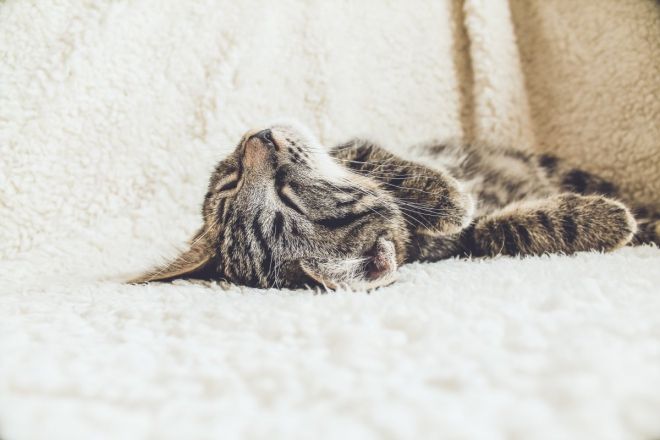 De Belles Chinoises Avec La Chatte Poilue