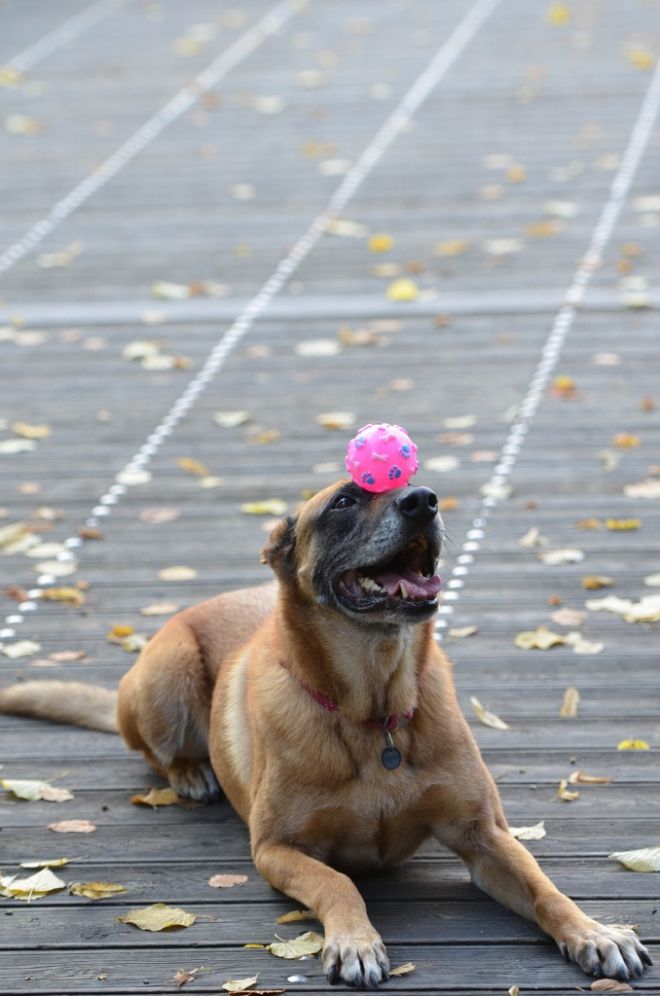 Photos de dogging - photo 21/25 Photos de dogging - photo 21/25