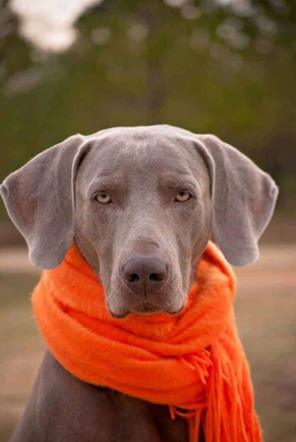 Photos de dogging - photo 24/25 Photos de dogging - photo 24/25