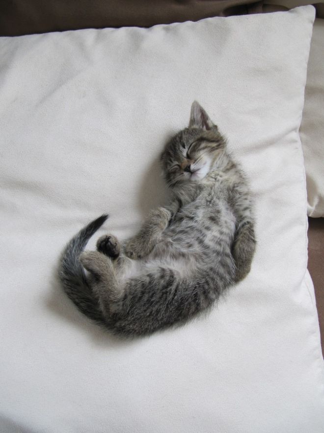 Photos de dogging - photo 7/25 Photos de dogging - photo 7/25