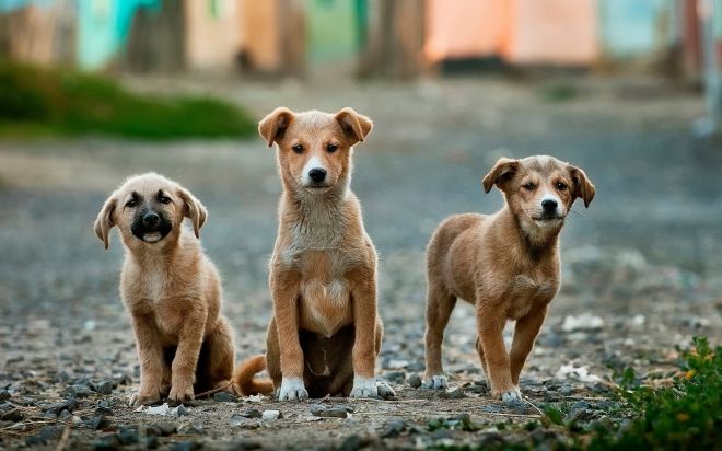 Photos De Belles Branlettes Espagnoles