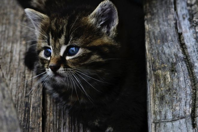 les femmes qui aiment grosses bites