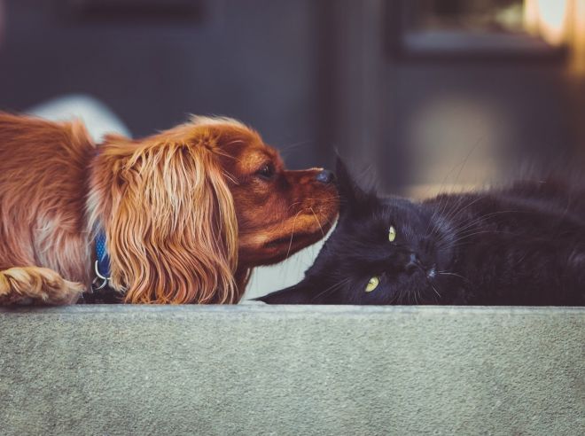 Femmes à La Chatte Poilue Qui Baisent En Poussant Des Cris