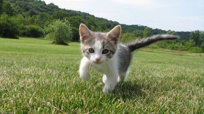 Femmes à La Chatte Poilue Qui Baisent En Poussant Des Cris