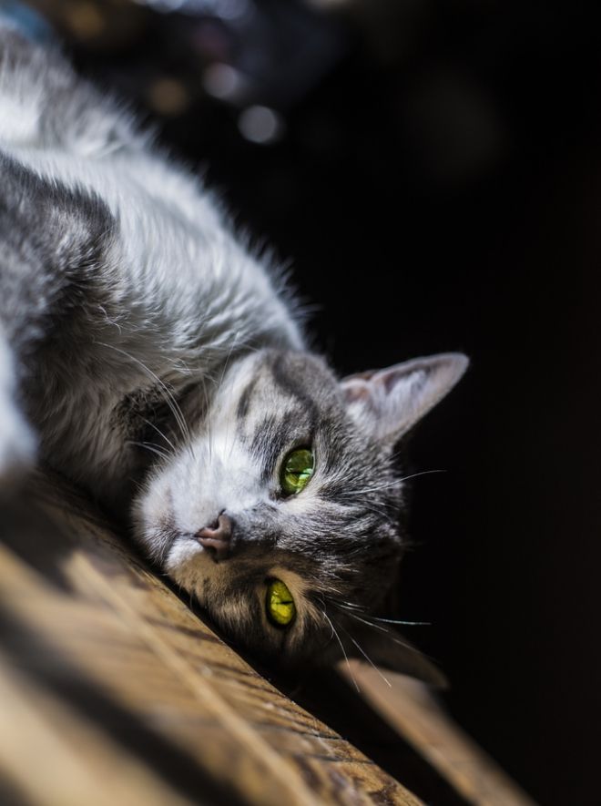 Tétons à l'ancienne - photo 10/25 Tétons à l'ancienne - photo 10/25