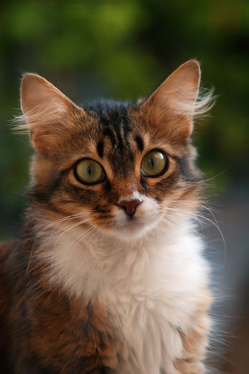 Tétons à l'ancienne - photo 13/25 Tétons à l'ancienne - photo 13/25