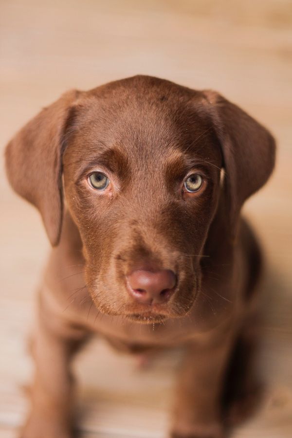 Tétons à l'ancienne - photo 16/25 Tétons à l'ancienne - photo 16/25