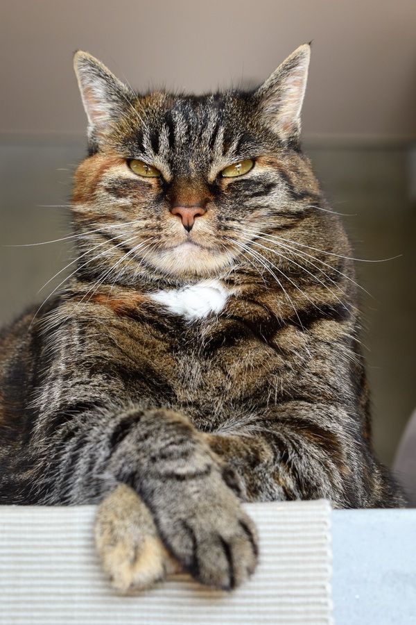 Tétons à l'ancienne - photo 23/25 Tétons à l'ancienne - photo 23/25