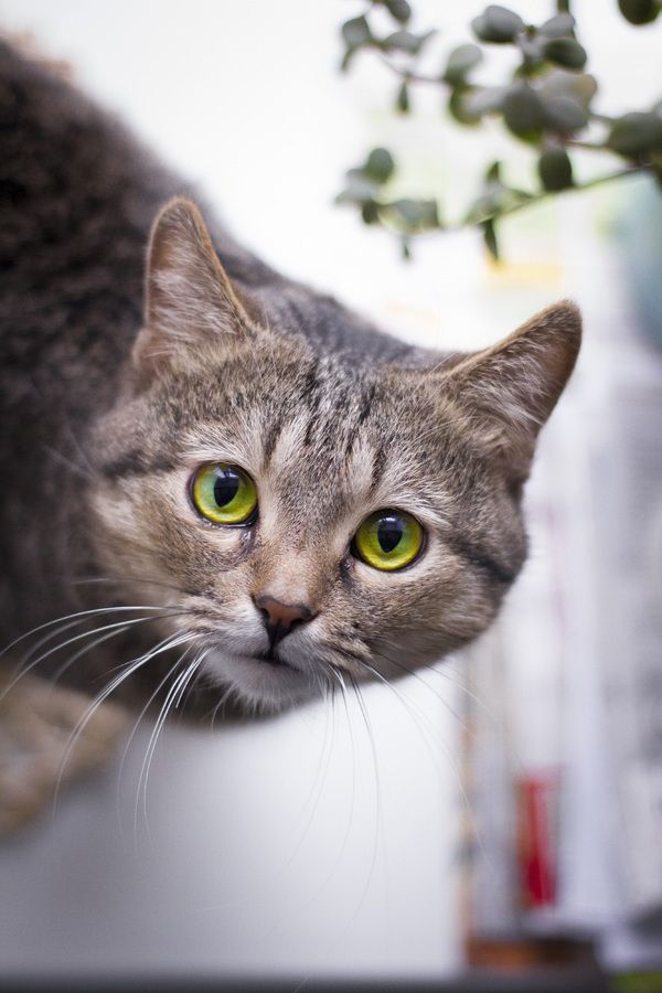 Tétons à l'ancienne - photo 7/25 Tétons à l'ancienne - photo 7/25