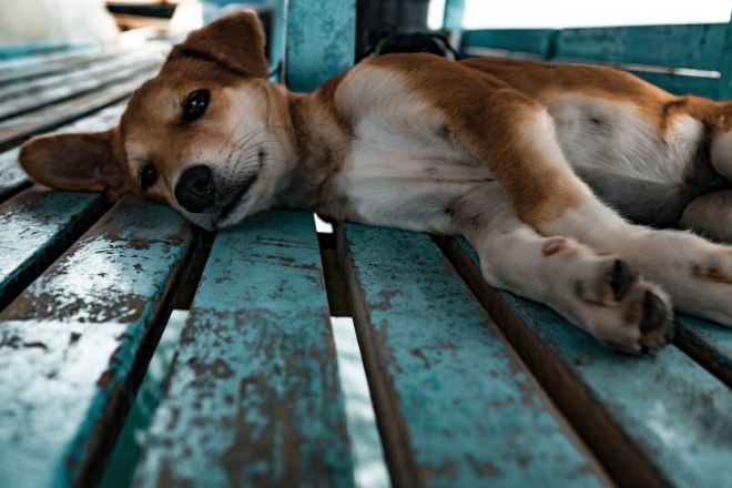 Tétons à l'ancienne - photo 8/25 Tétons à l'ancienne - photo 8/25