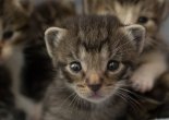 Une chinoise fait l'amour avec son petit copain